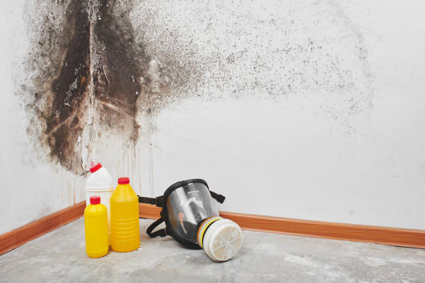 Best Home Mold Removal  in Rollingwood, CA