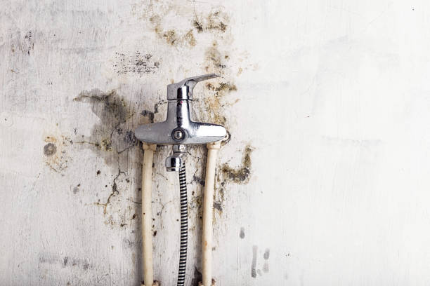 Best Mold Remediation  in Rollingwood, CA