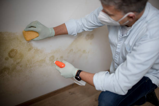 Mold Removal and Inspection in Rollingwood, CA
