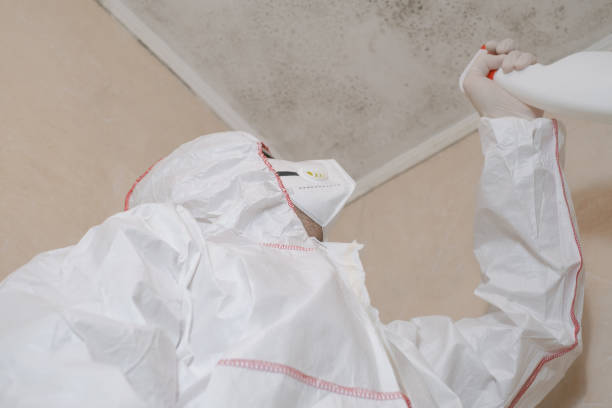 Best Emergency Mold Removal  in Rollingwood, CA
