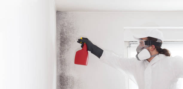 Best Black Mold Removal  in Rollingwood, CA
