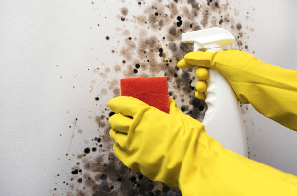 Best Local Mold Removal Service  in Rollingwood, CA