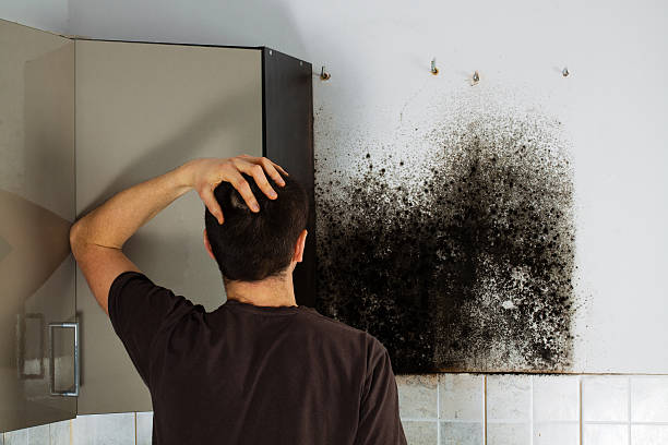 Best Affordable Mold Removal  in Rollingwood, CA
