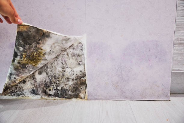 Best Residential Mold Removal  in Rollingwood, CA